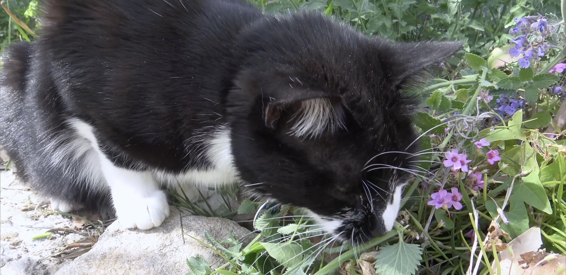 L Herbe Aux Chats Euphorisante Mais Pas Seulement Le Blob L Extra Media L Herbe Aux Chats Euphorisante Mais Pas Seulement Le Blob L Extra Media