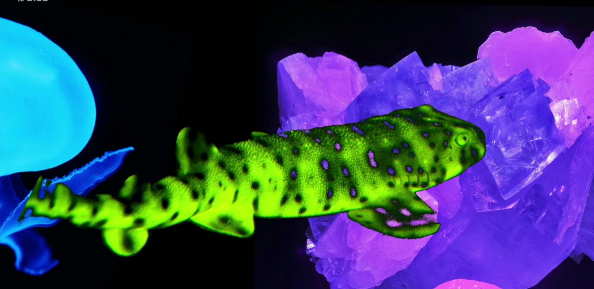 Olikrom, une voie lumineuse
