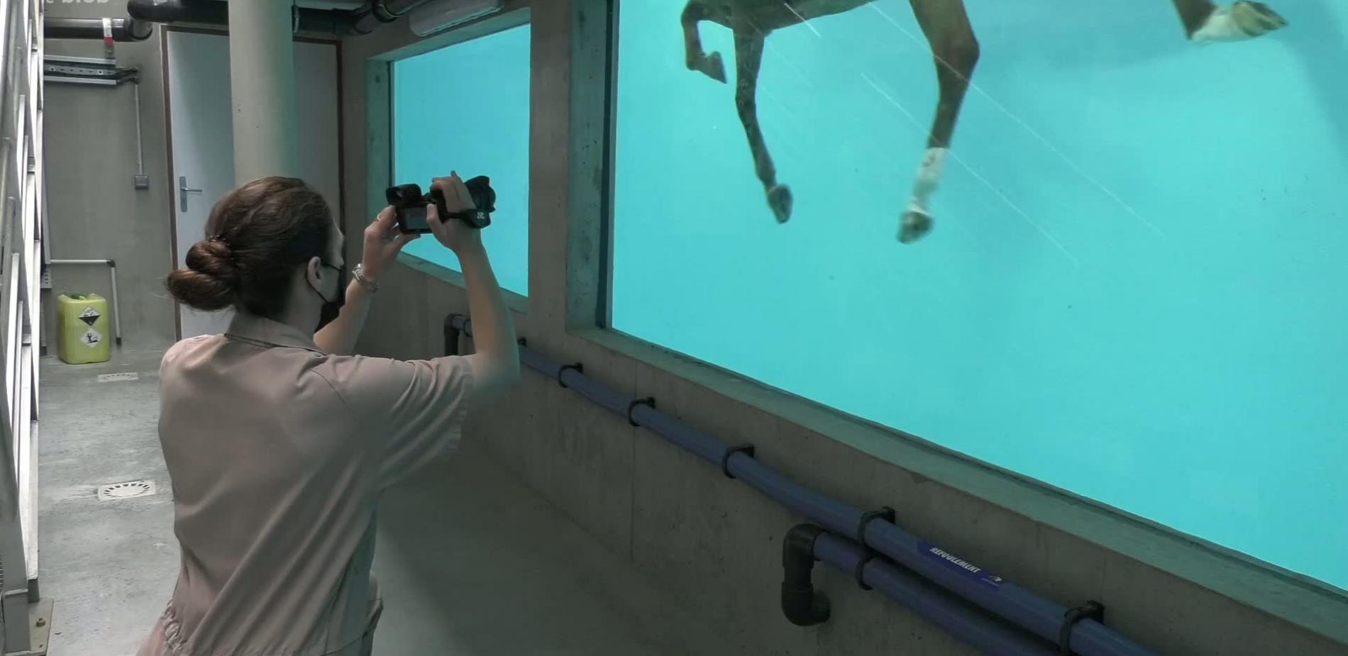 Immersion dans un centre de recherche dédié aux chevaux