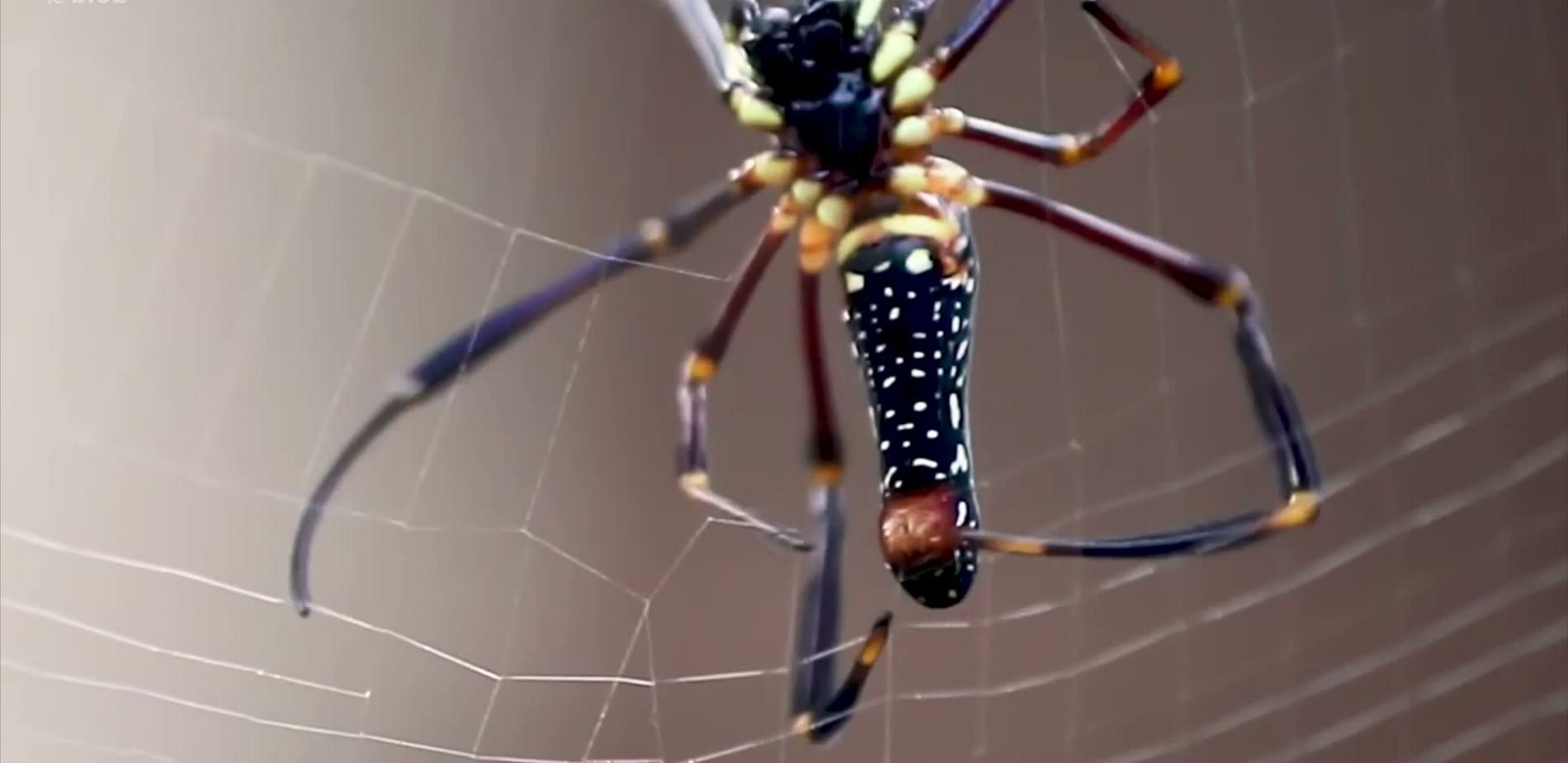 Araignées : un cerveau au centre de la toile