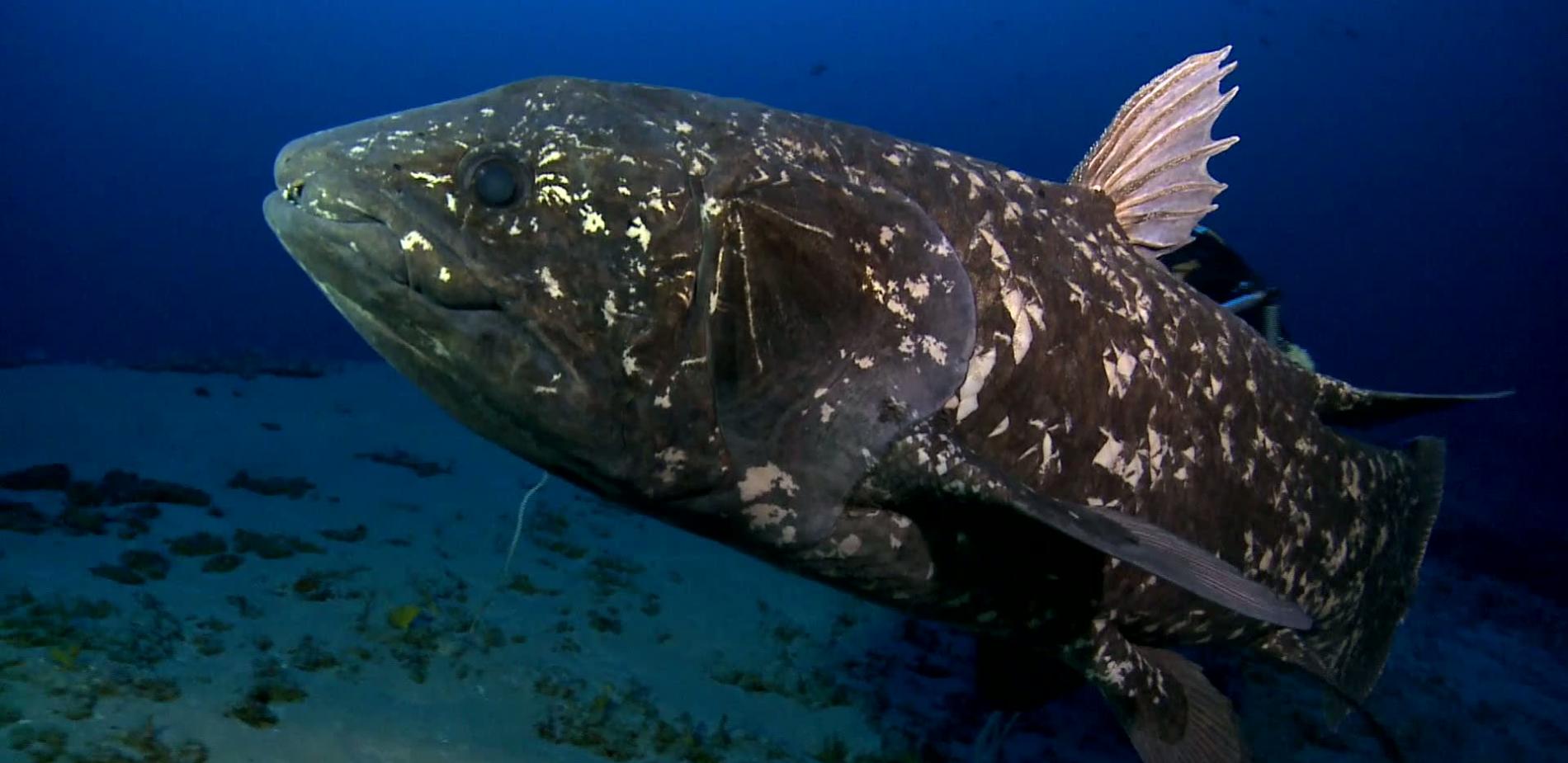Le coelacanthe, un centenaire encore plus vulnérable