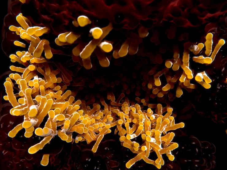 Bacilles responsable de la tuberculose. ©selvanegra/ Getty Images