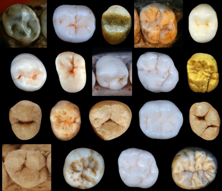 Des dents d'hominidés trouvées dans les cavernes de Sima de los Huesos en Espagne, publiées par le University Collège de Londres  © University College London/AFP Aida Gomez-Robles