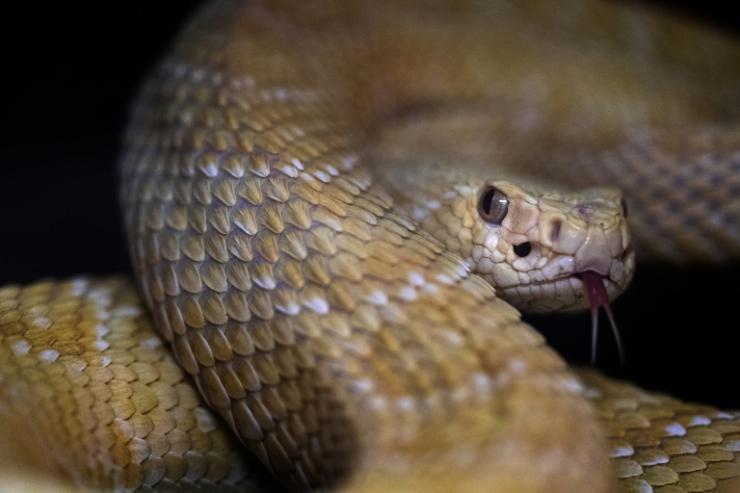 Un crotale ("serpent à sonnette") Crotalus adamanteus lors d'une présentation à Paris d'espèces venimeuses, le 5 octobre 2018  © AFP JOEL SAGET