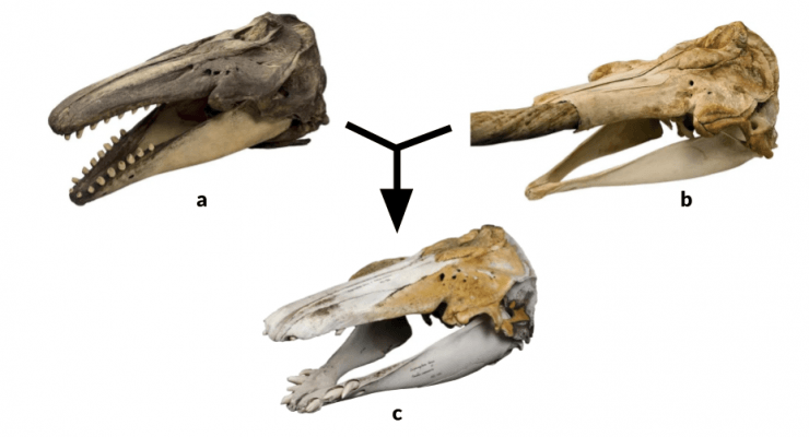 Crânes de béluga (a), de narval (b) et de narluga (c). © Mikkel Høegh Post