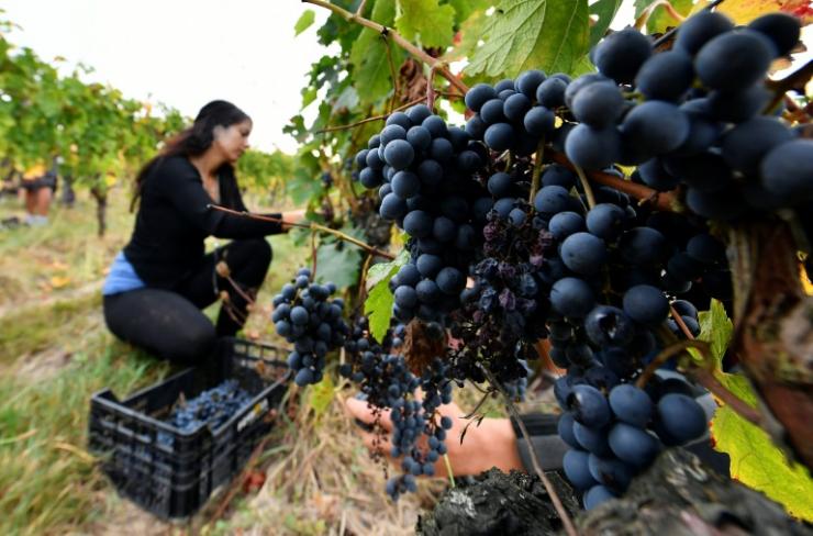 L’agriculture Biologique Française A Connu Une « Année Record » En 2018 ...