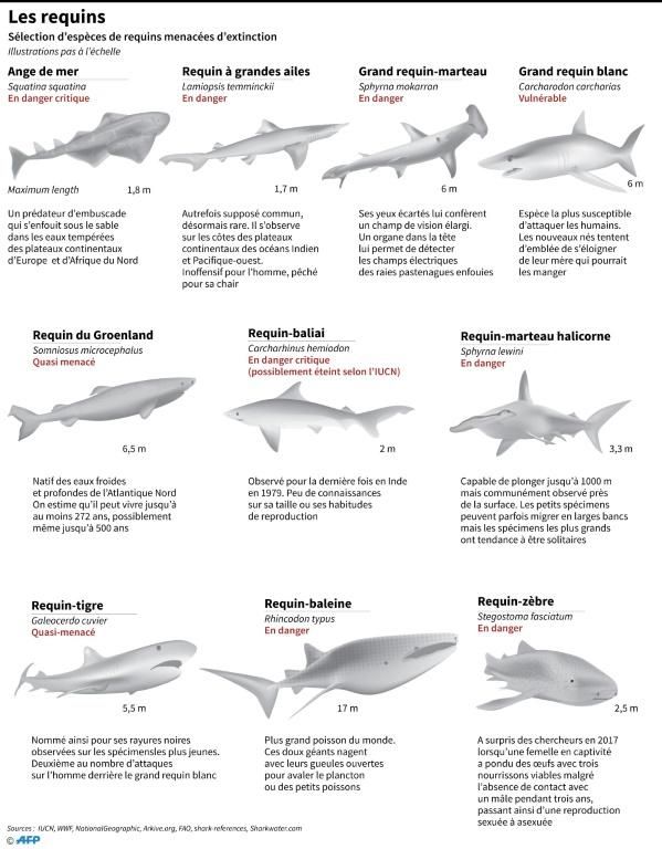  Différentes espèces de requins