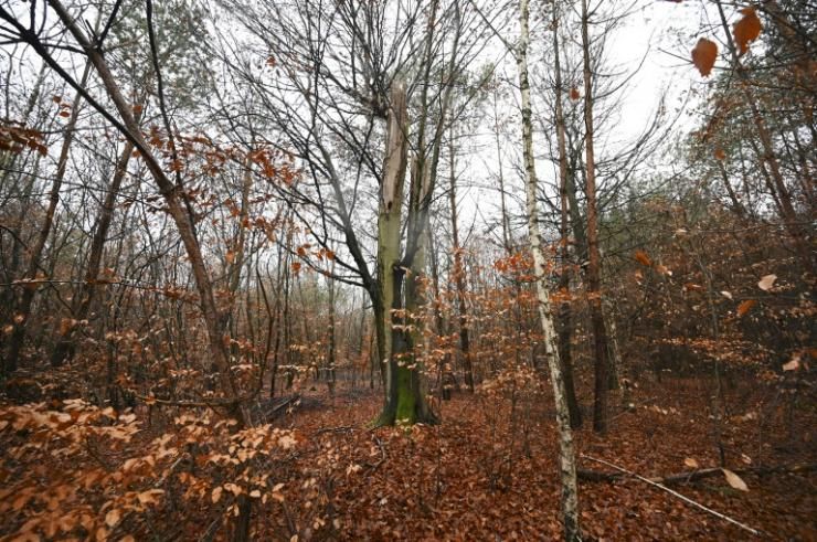 La forêt de Weitbruch, dans le Bas-Rhin, le 13 décembre 2019, vingt ans après la tempête de décembre 1999 © AFP FREDERICK FLORIN