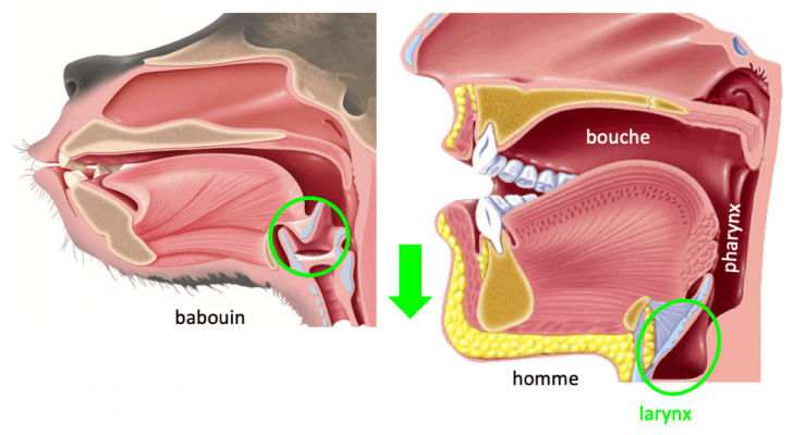 Image légendée