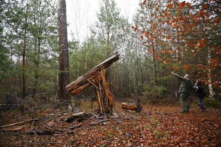 Le tronc cassé d'un arbre dans la forêt de Weitbruch, dans le Bas-Rhin, le 13 décembre 2019, vingt ans après la tempête de décembre 1999 © AFP FREDERICK FLORIN