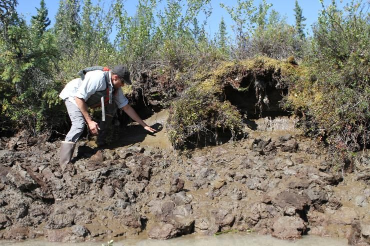 un chercheur se trouve au bord d'une rivière en Alaska dont les berges contiennent du pergélisol en train de dégeler.