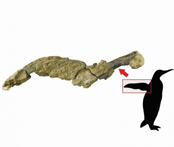 Photo diffusée le 13 mars 2020 par l'Institut argentin d'Antarctique montrant des restes de peau fossilisée d'une aile de manchot de 43 millions d'années découverts sur l'île Marambio, dans l'Antarctique © Argentine Antartic Institute