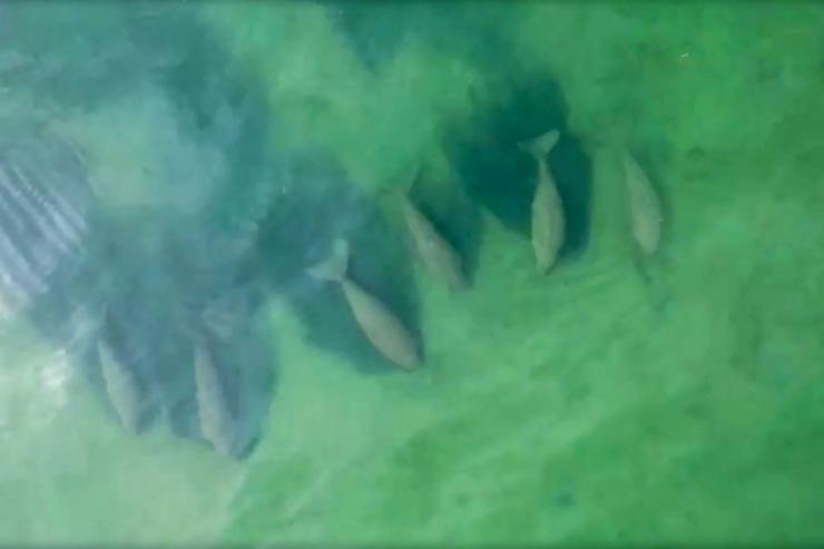 Photo aérienne prise et diffusée par le Centre opérationnel des parcs marins nationaux de Thaïlande, montrant un banc de dugongs au large de l'île de Libong, dans le sud de la Thaïlande, le 22 avril 2020 © Thailand's national marine park operation center, AFP/Trang