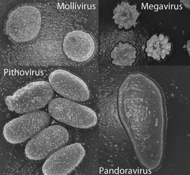 Virus géants découverts par l'IGS, observés au microscope.