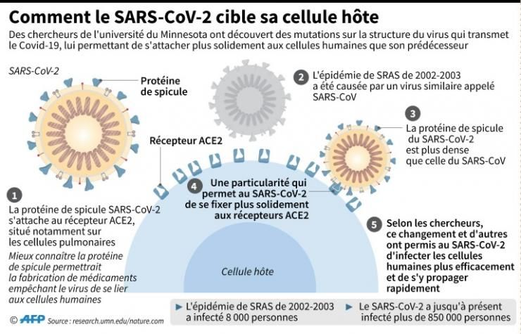 Graphique expliquant comment le virus qui transmet le Covid-19 cible et s'attache aux cellules humaines © AFP John SAEKI