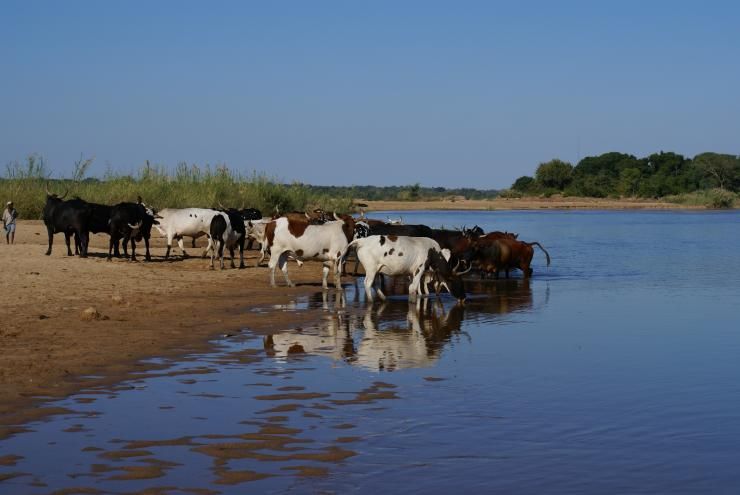 Agriculture de subsistance au Zimbabwe : le vacher dirige son troupeau vers la rivière du Limpopo au nord du parc national Kruger à la frontière avec l'Afrique du sud pour qu’elles puissent s’abreuver.