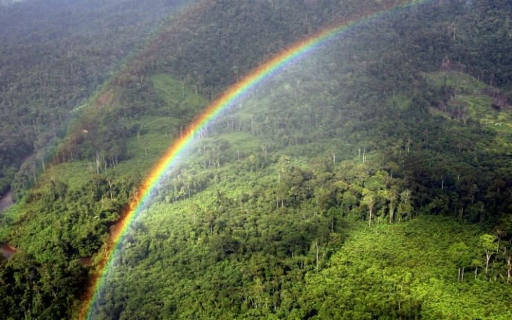 Les forêts tropicales pourraient perdre leur rôle de réservoir majeur de carbone si la température diurne dépasse les 32°C
