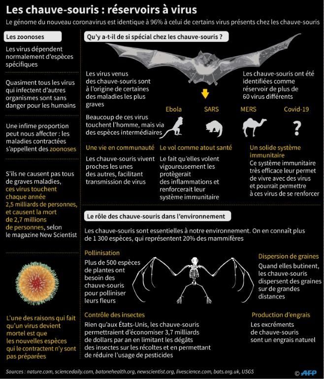 Infographie sur les chauve-souris et leur rôle dans la transmission de virus 