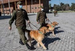 Deux des chiens employés à détecter le Covid-19 chez les patients, le 14 juillet 2020 à Santiago. © AFP MARTIN BERNETTI