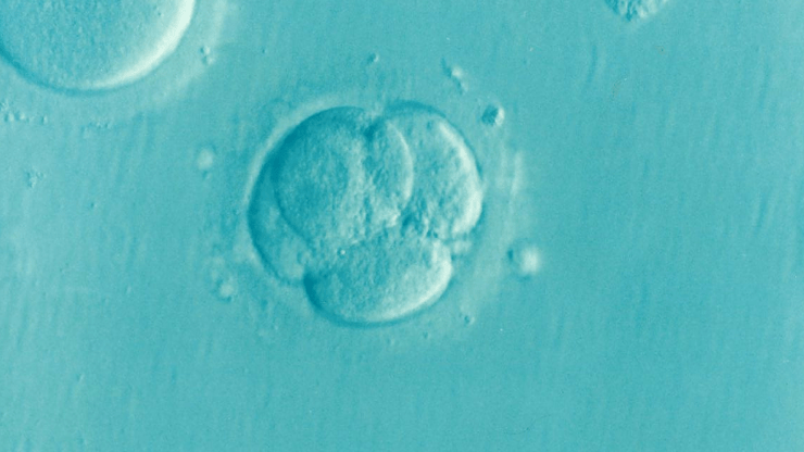 Embryon humain de quatre cellules © Dr Elena Kontogianni / Wikimedia Commons