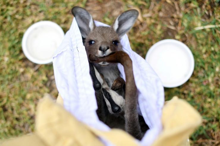  bebe kangourou