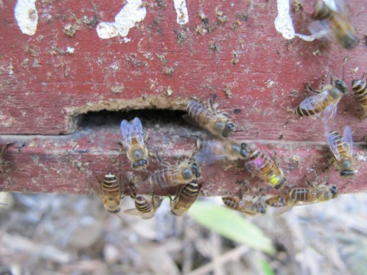 Des abeilles de l'espèce asiatique Apis cerana à l'entrée de leur ruche, constellée de morceaux d'excréments. L'entrée porte les traces du grignotage des frelons quand ils tentent d'y pénétrer 