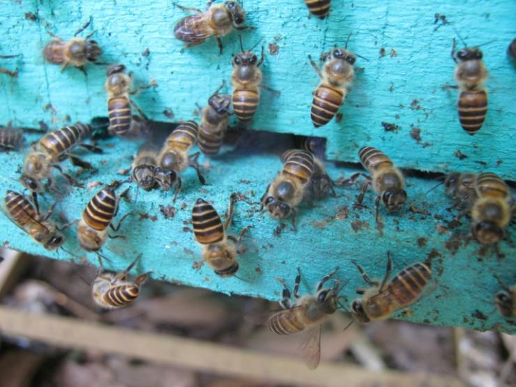 Entrée d'une ruche d'abeilles de l'espèce Apis cerana dans un rucher vietnamien 