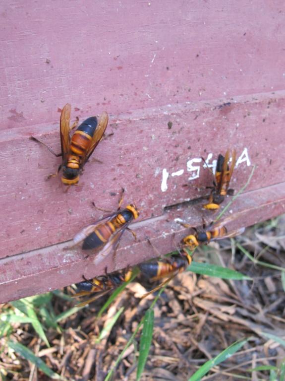 Des frelons géants, de l'espèce Vespa mandarinia, essaient de pénétrer dans une ruche au Vietnam, dont l'entrée est constellée de petits morceaux d'excréments par les abeilles 