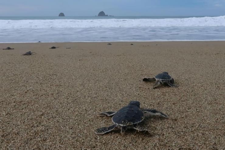 Des bébés tortues se fraient un chemin vers les vagues, le 2 décembre 2020 sur la plage de Sukamade, en Indonésie © AFP/Archives Agnes Anya