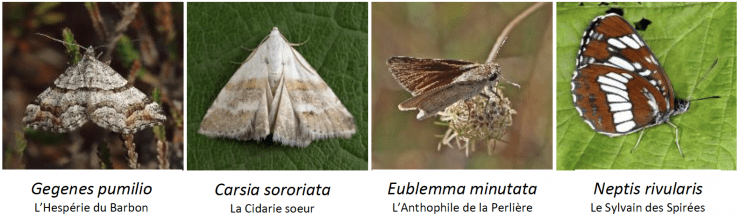 Quatre espèces de papillons (lépidoptères) déclarées disparues en France (source INPN) © Marc Chaumeil et France 3 Occitanie
