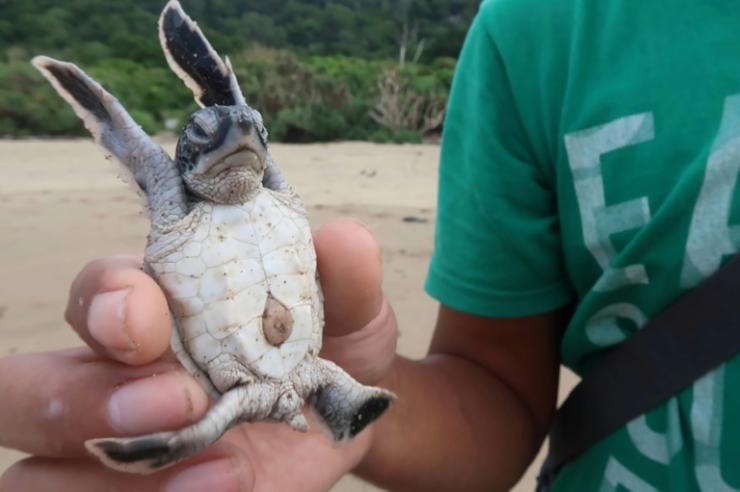 En Indonesie Des Bebes Tortues En Route Vers La Liberte Le Blob L Extra Media