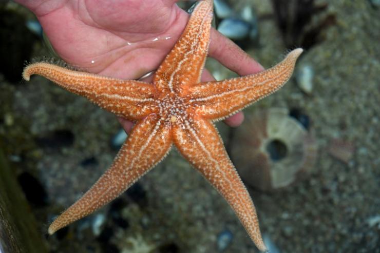 Une étoile de mer à la station marine de Concarneau, le 9 mars 2021 © AFP Fred Tanneau 