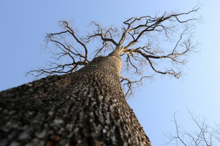Un chêne sessile vieux de 230 ans, dans la forêt de Bercé, en France, le 8 mars 2021 