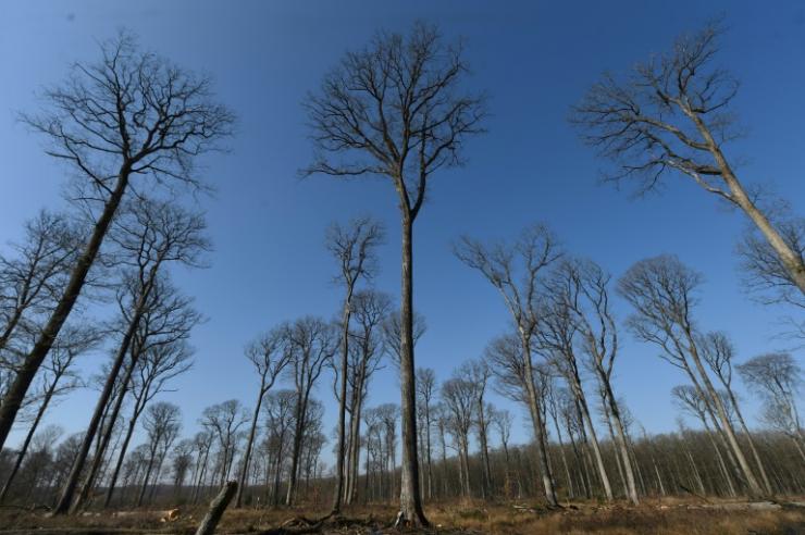 Des chênes sessiles dans la forêt de Bercé, le 8 mars 2021, en France 