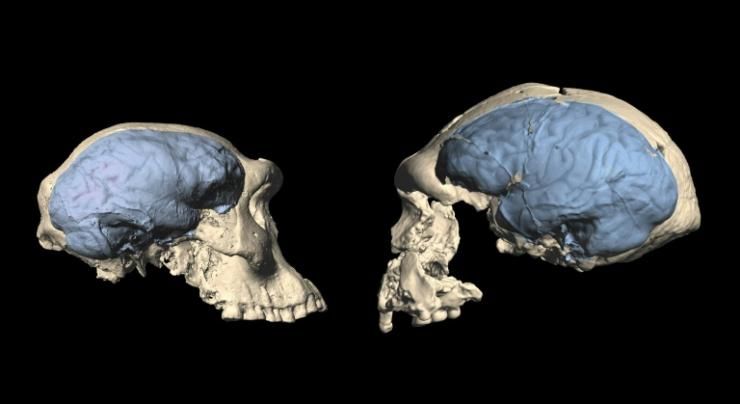Image fournie par l'Université de Zurich de fossiles de crânes montrant l'évolution du cerveau entre un specimen du genre homo en Géorgie (gauche) et en Indonésie (droite) 