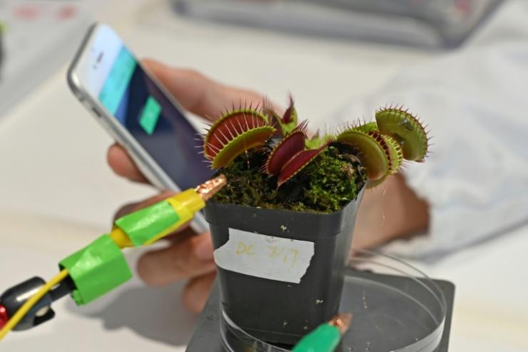 Des électrodes reliées à une plante carnivore dans un laboratoire de l'université technologique Nanyang (NTU), le 24 mars 2021 à Singapour © AFP Roslan Rahman