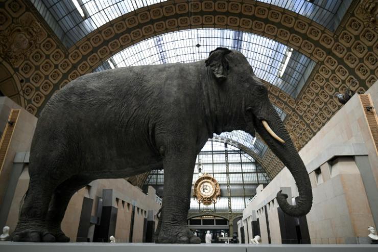L'éléphante Marguerite dans la nef du Musée d'Orsay, à Paris, pour l'exposition "Les origines du monde", en mars 2021 