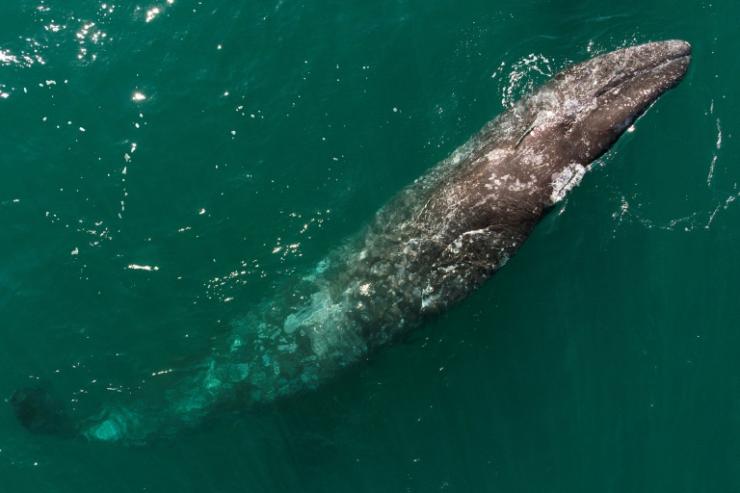 Une baleine grise en Basse-Californie, au Mexique, le 27 mars 2021 © AFP/Archives Guillermo Arias