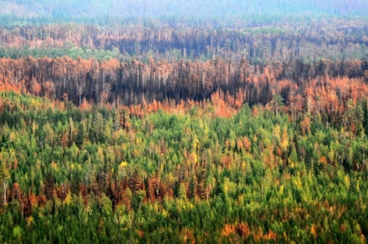 Photo aérienne prise le 4 août 2019 et montrant une partie de la forêt brûlée par les incendies dans le district de Bogoutchanski de la région de Krasnoïarsk 