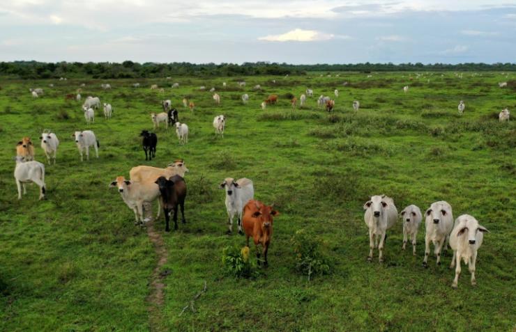 Du bétail dans la réserve naturelle de La Aurora natural, dans la municipalité de Hato Corozal, en Colombie, le 9 avril 2021 