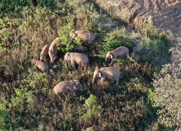 Photo diffusée le 24 juin 2021 par les autorités du Yunnan d’un groupe d’éléphants ayant parcouru quelque 500 km depuis sa réserve, près de la ville de Yuxi, dans le sud-ouest de la Chine © Yunnan Provincial Command of the Safety Precautions of the Migrating Asian Elephants/AFP/Archives 