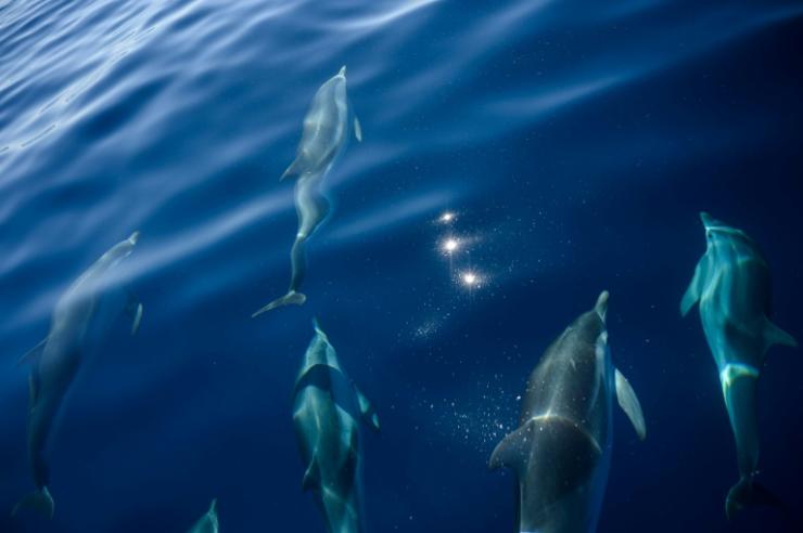 Des dauphins en mer Méditerranée, près de la Ciotat, en juin 2020, sans le sud de la France © AFP/Archives Christophe Simon