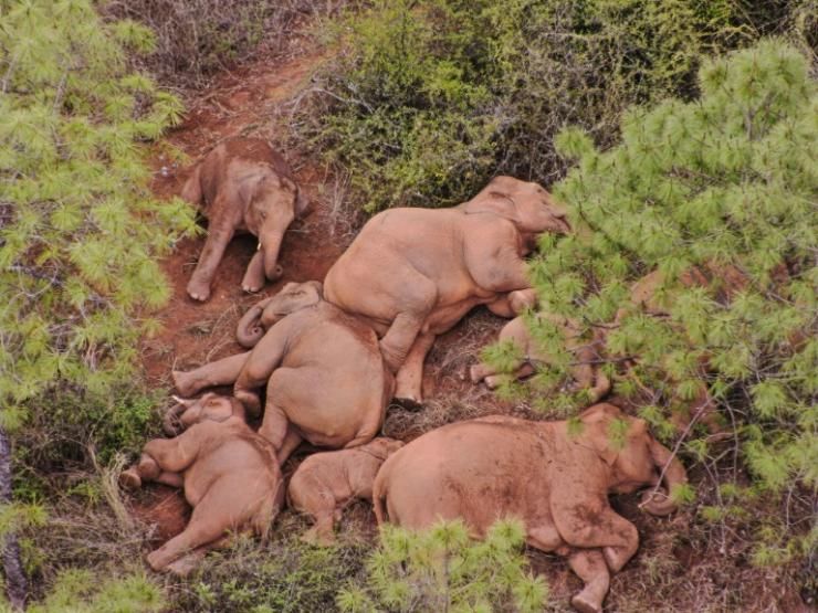 Photo prise le 14 juin 2021 et publiée le 21 juin 2021 par les autorités du Yunnan d'un groupe éléphants se reposant durant leur périple de quelque 500 km, près de Yuxi, dans le sud-ouest de la Chine © Yunnan Provincial Command of the Safety Precautions of the Migrating Asian Elephants/AFP/Archives 