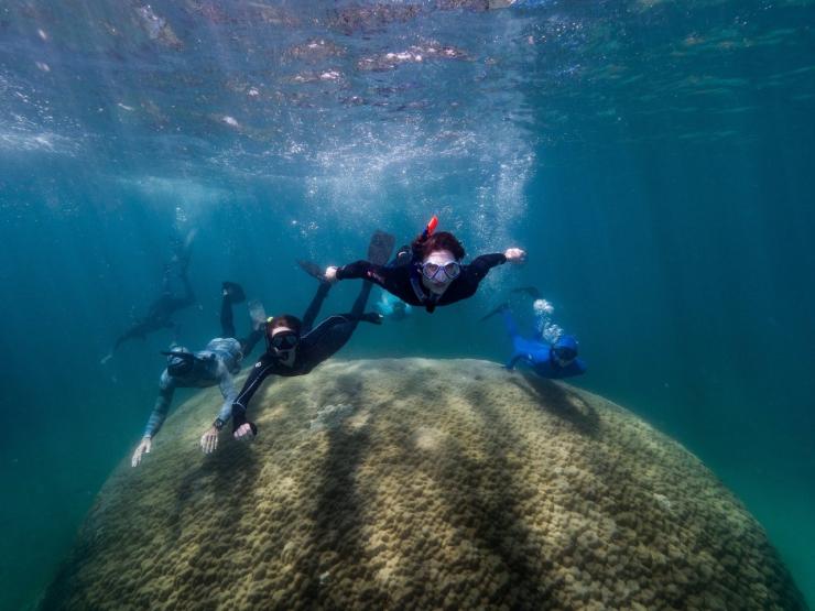 Des scientifiques nagent au-dessus du corail Porites à Goolboodi © Woody Spark