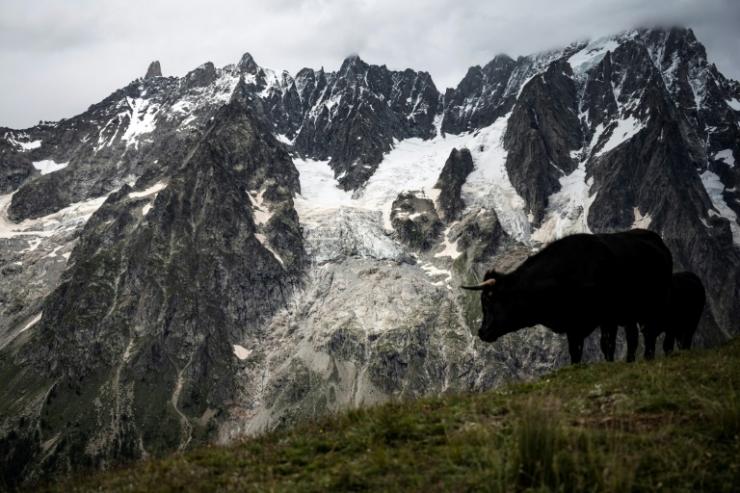 Une vache paît près du glacier de Planpincieux dans les Alpes italiennes, le 3 août 2021 © AFP Marco Bertorello