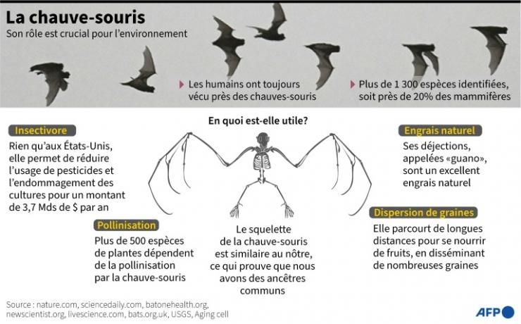 Infographie sur le rôle important que joue la chauve-souris dans l'écosystème planétaire © AFP John Saeki