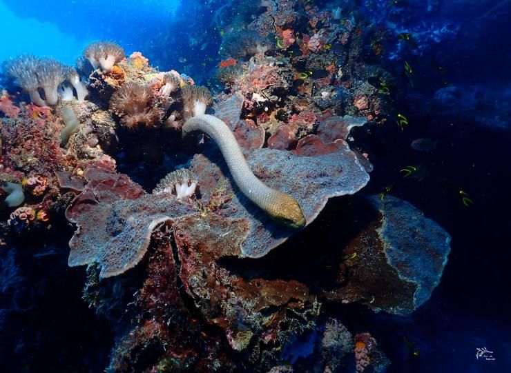 Les serpents marins olive font partie des plus grandes espèces de serpents marins et sont abondants dans certaines zones de récifs coralliens © Jack Breedon