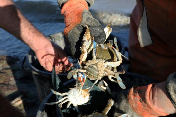 Les pêcheurs d'anguilles Yves Rouge et Jean-Claude Pons déchargent les crabes bleus qu'ils ont récupérés dans leurs filets lors de leur pêche au large de Canet-en-Roussillon, le 18 août 2021 © AFP Raymond Roig