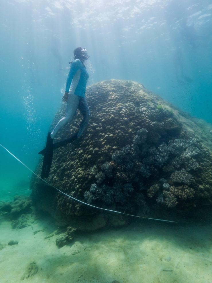 Des scientifiques utilisent un ruban pour mesurer les dimensions du corail Porites à Goolboodi © Woody Spark