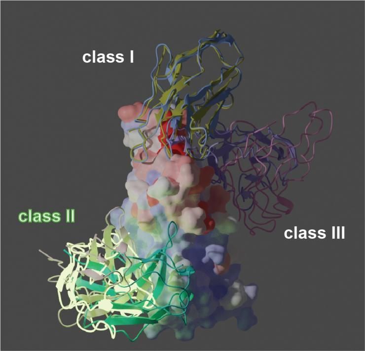 Comment les nanocorps attaquent la protéine Spike © CWRU